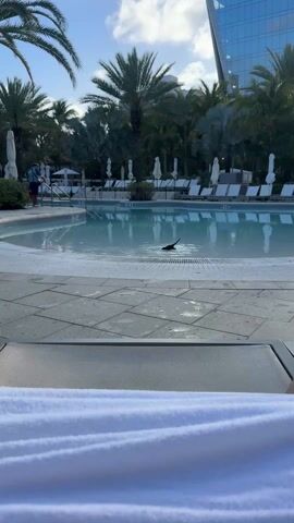 The video shows a bird landing in a swimming pool. The pool is surrounded by palm trees, lounge chairs, and a tall building in the background. A person is standing by the pool with a cleaning tool. The bird is black and has its wings spread as it lands in the water. Ripples emanate from where the bird touches the water. The perspective is from a person relaxing on a lounge chair next to the pool.