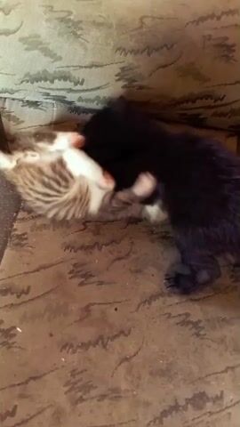 Two kittens, one black and one tabby, are playing on a brown sofa. The black kitten is on the right, and the tabby kitten is on the left. The tabby kitten is lying on its back, and the black kitten is standing over it, batting at its face with its paws. The sofa has a woven pattern.