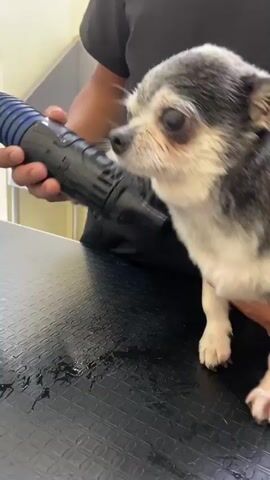 A person is using a blue and black handheld pet dryer to dry a small, grey and white dog's fur. The dog, possibly a Chihuahua mix, stands on a black, textured grooming table that appears damp with water droplets. The person, wearing a dark short-sleeved top, holds the dryer with one hand and occasionally supports the dog with the other. The dog looks somewhat still and watchful as the air is directed at its fur. The scene takes place indoors, likely in a pet grooming salon, with white walls and a glass partition visible in the background. Faint, possibly reversed text, "HONG POI" or similar, is visible on the glass. (Context: San Miguel, Peru)