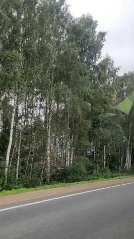 The video shows a roadside view from a moving vehicle. Tall trees, primarily birch trees with their distinctive white bark, line the side of a paved road. The trees are full of green leaves, suggesting it is likely springtime or summer. The road itself is gray asphalt with a white line marking the edge. The sky appears overcast and pale, indicating possibly a cloudy or rainy day. The perspective suggests the camera is looking out from a window, possibly of a car or bus. There is no indication of other vehicles or pedestrians.