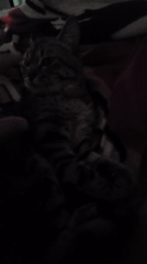 Tabby cat sleeps, receives gentle petting in Curitiba home