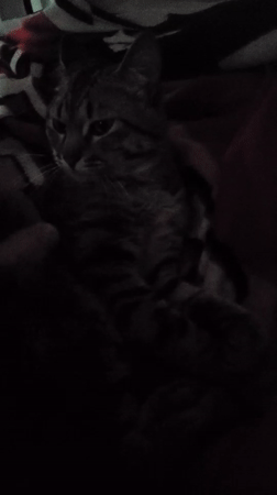 Tabby cat sleeps, receives gentle petting in Curitiba home