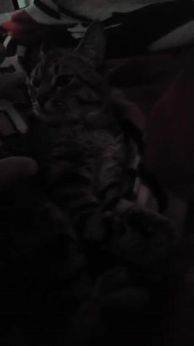Tabby cat sleeps, receives gentle petting in Curitiba home