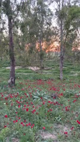The video shows a field of red flowers, possibly poppies, interspersed with green grass and other plants. Several trees with slender trunks are scattered throughout the field.  The sky is visible in the background, showing the colors of sunset.