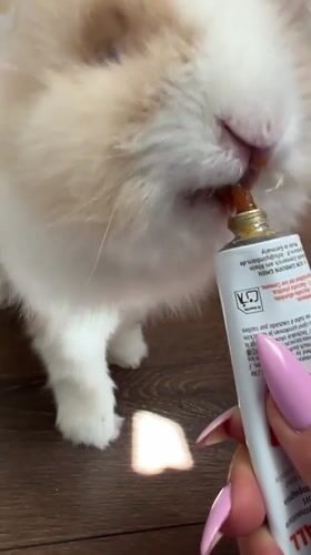 Rabbit licks paste straight from the tube in Sofia