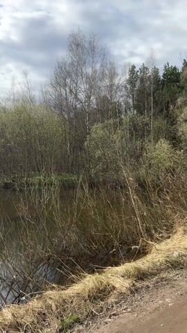 The video shows a view of a body of water surrounded by trees and vegetation. The water is still and reflects the trees and the cloudy sky above. The trees are a mix of deciduous and coniferous, with some of the deciduous trees still bare. The foreground is dominated by a thicket of dry branches and grasses. The overall impression is one of a quiet, somewhat overgrown natural environment.