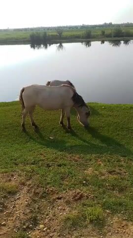 A static, eye-level shot captures two horses grazing on a grassy embankment beside a body of water. The horses are light-colored with darker manes and tails. The horse in the foreground is facing right, with its head down to graze. The second horse, slightly behind and to the right, is also grazing. The water is calm and reflects the sky. The background shows a distant treeline and a hazy horizon. The foreground consists of dirt and grass. The lighting suggests it is daytime, possibly late afternoon or early morning due to the soft light. There are no humans visible in the video. The overall atmosphere is peaceful and natural.