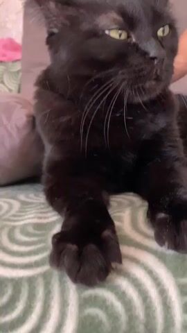 A black cat with green eyes is lying on a couch with a patterned blanket. The cat looks at the camera with a slightly judgmental expression. A hand reaches into the frame and pets the cat's head. The cat then turns its head to look up at the hand, its eyes wide. The video ends with the cat still looking up at the hand.