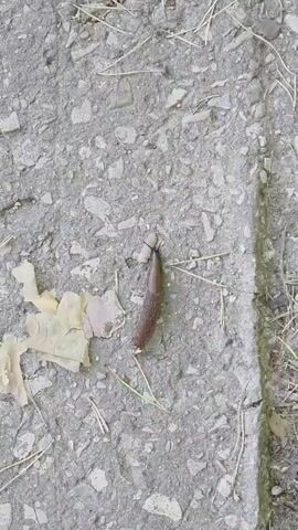 A slug is crawling on a concrete path. The slug is brown and elongated, with two antennae protruding from its head. The concrete path is cracked and has some small stones and dry leaves scattered on it. There are also some dry grass stems and twigs visible. The lighting suggests it is daytime, possibly overcast, as there are no strong shadows. The overall scene is one of a natural outdoor environment, likely a park or a garden path in Rassudovo, Russia. There is no visible text in the media file.