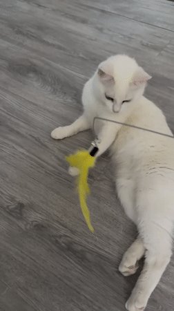 White cat at home in Pastavy, Belarus