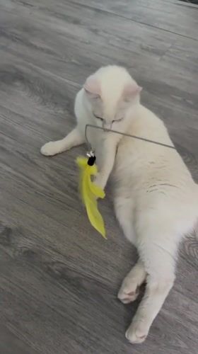 White cat at home in Pastavy, Belarus
