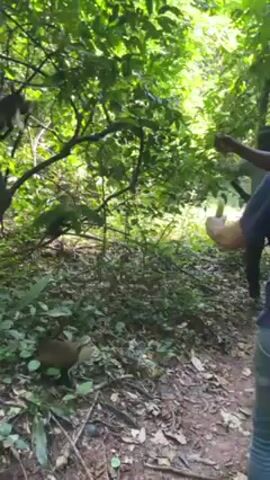In a lush forest setting, three individuals are interacting with monkeys. One person, dressed in a blue shirt and jeans, holds out a banana.  Another individual, wearing a dark shirt and pants, stands behind them and also appears to be engaging with the monkeys. Two monkeys are visible - one sitting on a branch and another on the ground. The monkey on the ground approaches, snatches the banana, and leaps away. The scene is filled with dense foliage and the ground is covered with leaves and twigs. A narrow dirt path runs through the forest. The camera appears to be held by someone observing the interaction.