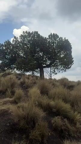 A static medium shot presents a lone evergreen tree centered on a hillside, set against a sky with intermittent clouds and bursts of blue. The tree's substantial trunk supports a broad canopy, and it is surrounded by dry, beige grasses that cover the hillside.