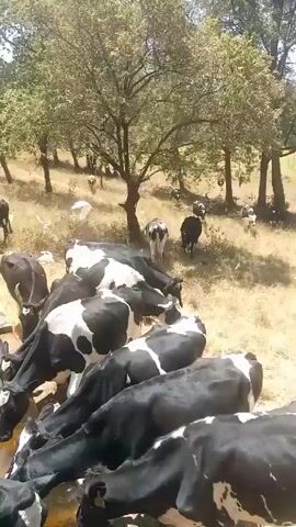 The video shows a herd of black and white cows drinking from a rectangular water trough in a grassy field. Several cows are crowded around the trough, their heads lowered as they drink. In the background, more cows are scattered across the field, some standing and others walking along a dirt path. Trees are visible in the background, suggesting a rural, possibly farmland setting. The sky is bright, indicating a sunny day.
