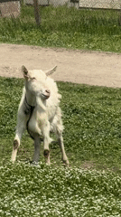 Farm animals graze in Bulgarian countryside near Tsenovo
