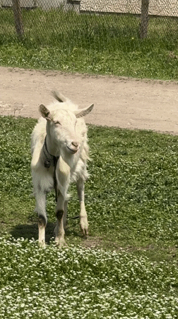 Farm animals graze in Bulgarian countryside near Tsenovo