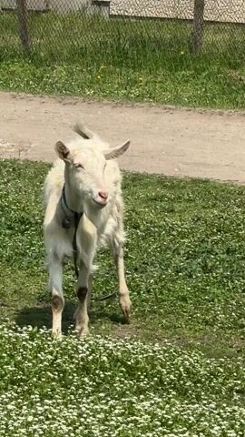 The video shows a white goat standing on a grassy field filled with small white flowers. The goat has a black collar with a bell and is on a leash. A dirt path runs parallel to the field, and a chain-link fence is visible in the background. A person's hand appears, offering the goat something. The goat looks toward the hand.