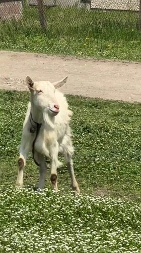 Farm animals graze in Bulgarian countryside near Tsenovo