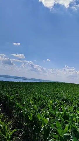 This is a static, eye-level medium shot of a vast, green cornfield under a bright blue sky with scattered white clouds. The cornstalks are lush and vibrant, filling the foreground and extending to the horizon. The field appears to be on a gentle slope, with the land dipping slightly towards the far distance where a faint, hazy line suggests water or a distant landscape.

The time of day appears to be daytime, likely midday or early afternoon, given the brightness of the sun and the clear sky. The weather seems pleasant and fair, with a gentle breeze implied by the slight sway of the corn leaves. There are no people or man-made objects clearly visible within the frame, emphasizing the natural landscape.

The setting is an agricultural area, likely a rural farm in Costești, Moldova, as suggested by the extensive cultivation of corn. The overall mood is peaceful and serene, evoking a sense of natural beauty and the abundance of nature. There is no visible text in the media file.