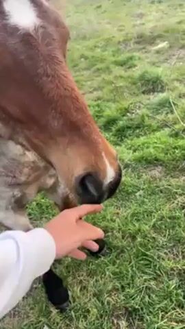 In a close-up outdoor shot, a light-skinned hand in a white sweatshirt gently touches the muzzle of a light brown horse with a white star marking on its forehead. The horse stands in a grassy field, and the person's hand moves slowly to pet the horse's face. The horse appears calm and still.