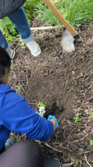 Community gardening activities documented in Karnobat, Bulgaria