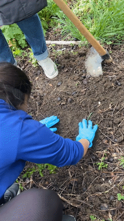 Community gardening activities documented in Karnobat, Bulgaria