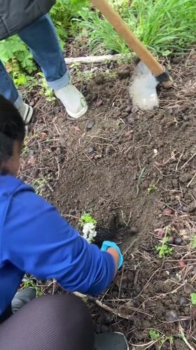 Community gardening activities documented in Karnobat, Bulgaria
