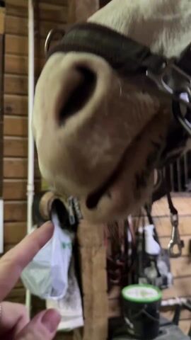 A person is touching the nose of a white horse. The horse is wearing a halter with a chain lead. The person's hand is gently touching the horse's upper lip and nose. The horse's halter has "Заповедник" inscribed on it in Russian. The scene is set indoors, possibly in a stable or barn, with wooden paneling visible in the background. A small green and black container is seen on a stool behind the horse.