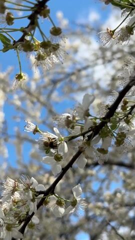 A close-up shot shows a bee on a white flower branch against a backdrop of a blue sky and blurred white flowers. The bee is positioned on the flower, seemingly collecting pollen. The camera focuses on the bee's interaction with the flower, emphasizing its role in pollination. The shot is well-lit, capturing the details of the bee and the flower petals.