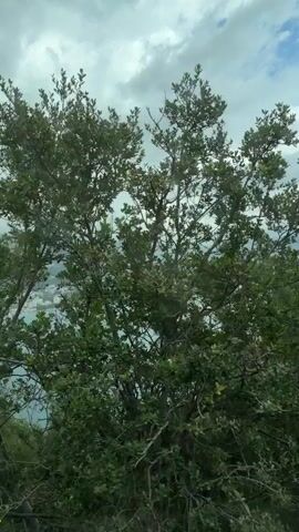The video shows a view of a town next to a body of water, framed by trees in the foreground. The camera appears to be moving, possibly from a car or bus, as it passes by the vegetation and reveals the wider scene. The sky is overcast with clouds. The body of water is a bright turquoise color. The town is visible in the distance, nestled between the water and the hills. The trees in the foreground are green and lush, partially obscuring the view.