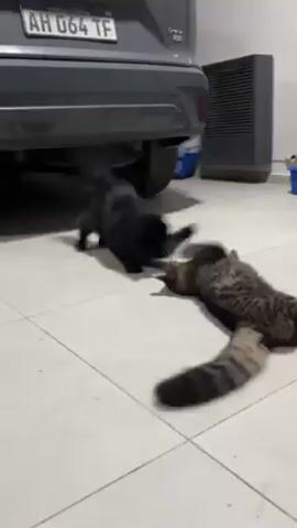 The video shows two cats on a tiled floor in what appears to be a garage or similar space, as evidenced by the presence of a car and a large piece of equipment in the background. Initially, a black cat is standing over a tabby cat that is lying on its back. The black cat then walks away from the tabby cat, which continues to lie on its back. The car and equipment are mostly out of focus in the video.