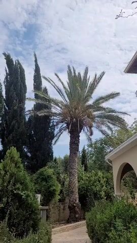 A slow pan across a lush garden scene, focusing on a tall palm tree in the center of the frame. Various other trees and shrubs, including cypress trees and hedges, surround the palm. A portion of a building with an arched entryway is visible on the right side of the frame. The sky is a pale blue with scattered white clouds. The video appears to be shot on a bright, overcast day.