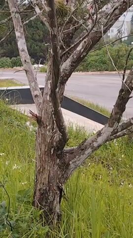 The video captures a close-up view of a tree's trunk and branches, with lush green grass and small white flowers in the foreground. In the background, a paved area and a road are visible, with some buildings and greenery beyond. The scene appears to be outdoors, possibly in a park or a suburban area. There are no people or significant actions depicted in the video itself. The focus is on the natural elements of the environment and the texture of the tree.