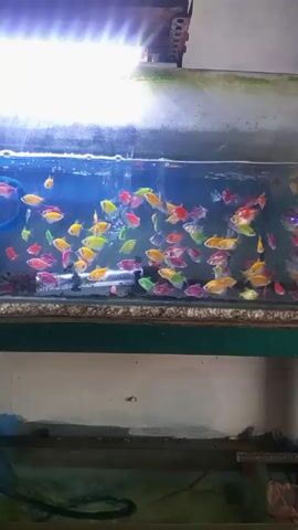 The video shows an aquarium filled with small, brightly-colored fish, possibly tetra variants. The fish are red, orange, yellow, green, and purple. A bright light illuminates the tank from above. A filtration system is visible on the left side of the tank. The tank sits on a green stand or shelf. The environment appears to be either a pet store or a home setting.