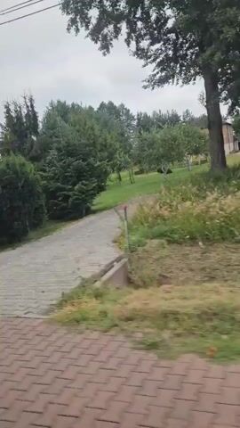 The video shows a view from a moving vehicle, panning across a suburban or rural landscape. The foreground is dominated by a paved surface, likely a sidewalk or road, with a patterned texture of interlocking bricks or stones. To the left of the paved area is a strip of grass. Beyond the grass is a line of manicured bushes and trees, some of which are rounded and sculpted, while others are taller conifers.

Further into the background, several houses are visible. The first house, seen around the 00:01 mark, is a multi-story building with a red roof and a white facade. It is surrounded by greenery. Subsequent frames show more houses, including one with a red roof and an attached shed with a red roof, and another house with a white facade and balconies adorned with red flowers. A dark wooden shed with a red roof is also visible.

The scene is set against an overcast sky. There are visible power lines and utility poles throughout the video. Several green rectangular signs with white text, possibly advertising or directional signs, are placed along fences. The overall impression is one of passing through a residential area with well-maintained landscaping.
