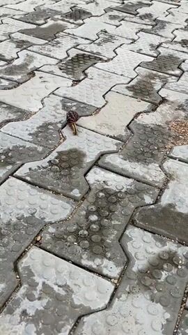 A snail is captured in a close-up, high-angle shot as it slowly moves across a wet, gray interlocking paver surface. The pavers have a patterned texture with circular indentations and are slightly damp, with some visible puddles and dirt. The snail has a dark, patterned shell and a light-colored body, with its two eye stalks extended. The camera maintains focus on the snail, following its movement across the textured ground.