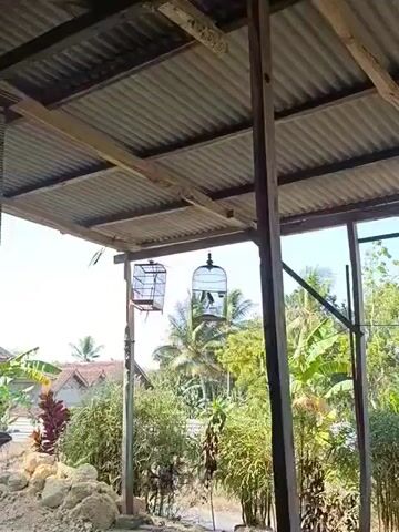 The video shows an outdoor scene under a corrugated metal roof supported by wooden beams. Two birdcages are hanging from the roof. The cage on the left is made of light-colored bars and is empty. The cage on the right is made of dark bars and contains two birds. One bird is perched on a horizontal bar, and the other is facing away from the camera. Outside the cages, there are palm trees and other greenery, with a clear blue sky visible in the background. The camera is positioned slightly upwards, looking towards the cages and the sky.