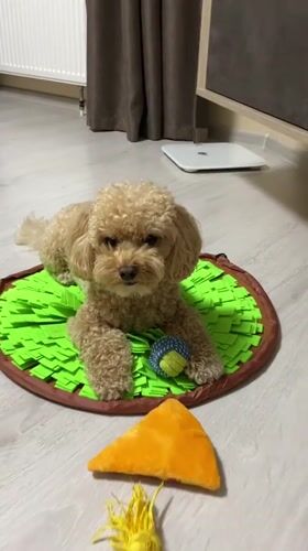 Toy poodle plays on a snuffle mat with scattered toys