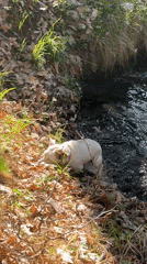 Dog walker spotted in Vladaya forest after stream crossing