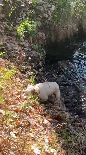 Dog walker spotted in Vladaya forest after stream crossing