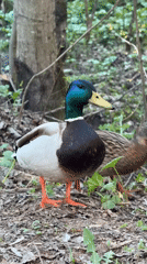 Spring wildlife and scenery observed along Kazan waterway