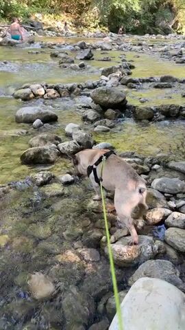 A fawn-colored French Bulldog wearing a black harness and a lime green leash walks through a shallow, rocky river. The dog is facing away from the camera, heading upstream. The river is clear and shallow, with many smooth, gray rocks of various sizes visible both in and out of the water. In the background, on the left side of the river, two people are sitting in the water, and another person is visible further upstream. The riverbanks are lined with green trees and vegetation, suggesting an outdoor, natural setting. The sunlight creates dappled reflections on the water and rocks. The dog is the primary subject, and its movement through the water and over the rocks is the main action.