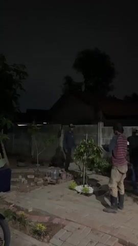 Four individuals are present in an outdoor space at night, illuminated by artificial light. The ground is paved with bricks and lined with small plants. In the center, a small tree is being worked on by three of the individuals, who appear to be digging or planting. One person is kneeling and using a shovel, while another stands and holds the tree. The third person is also kneeling near the tree. The fourth individual stands slightly apart, observing. A grey concrete wall forms the background, with a house and trees visible behind it. There are several water bottles and some loose bricks scattered on the ground.