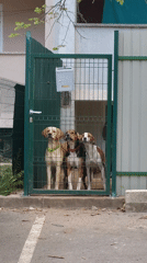 Spring day scenes captured around Budva: pets, soccer, blossoms