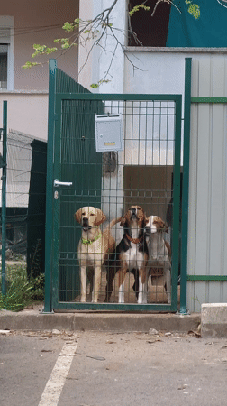 Spring day scenes captured around Budva: pets, soccer, blossoms