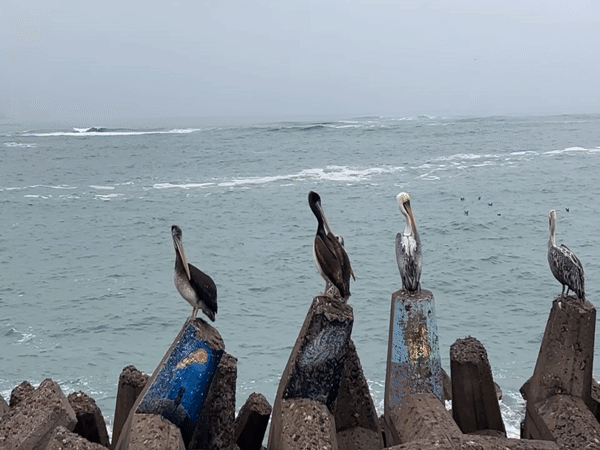 Pelicans on the Arica breakwater, fresh catch nearby