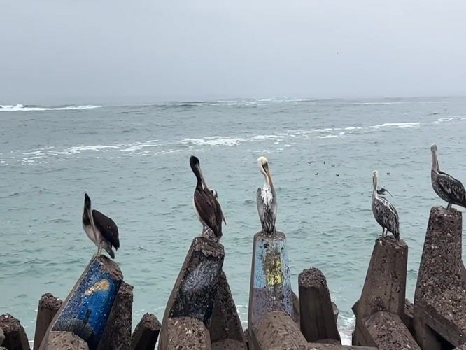 Pelicans on the Arica breakwater, fresh catch nearby