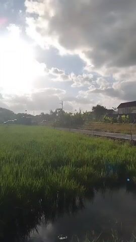 The video pans across a bright, sunlit agricultural field. The sky is a vibrant blue with scattered white clouds, and the sun shines intensely, creating a lens flare effect in the lower right corner. The field is covered in lush, green grass or young crops, with some darker patches that appear to be water channels or muddy areas. In the distance, there are trees, a few vehicles, and possibly some structures. The camera moves from right to left, capturing the expanse of the field and the sky.