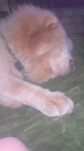 The video shows a close-up of a fluffy, light-colored dog sleeping on a green blanket. The dog is lying on its side, with its paw visible in the foreground. The camera slowly zooms in on the dog's face, focusing on its nose. The background is dark and out of focus.