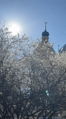 Spring blooms captured around Moscow's Orthodox churches and convents